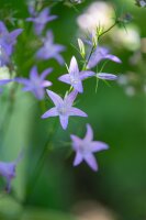 Rapunzel-Glockenblume (Campanula rapunculus), Pflanze