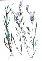 Rapunzel-Glockenblume (Campanula rapunculus), Pflanze