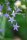 Rapunzel-Glockenblume (Campanula rapunculus), Pflanze