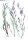 Rapunzel-Glockenblume (Campanula rapunculus), Pflanze