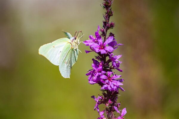 Blutweiderich (Lythrum salicaria), Pflanze