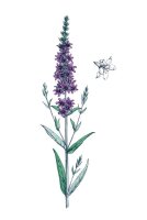 Blutweiderich (Lythrum salicaria), Pflanze