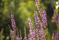 Blutweiderich (Lythrum salicaria), Pflanze
