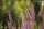 Blutweiderich (Lythrum salicaria), Pflanze