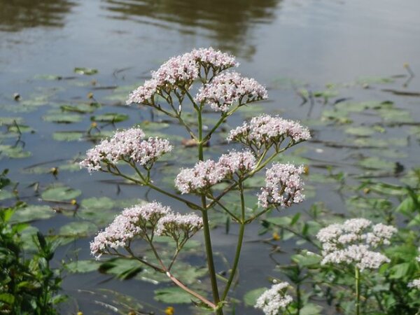 Echter Baldrian (Valeriana officinalis), Pflanze
