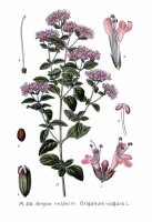 Echter Dost (Origanum vulgare)