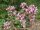 Echter Dost (Origanum vulgare)