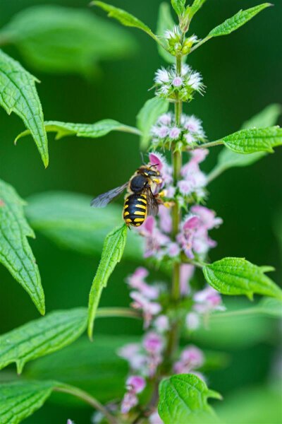 Echtes Herzgespann (Leonurus cardiaca), Pflanze