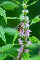 Echtes Herzgespann (Leonurus cardiaca), Pflanze