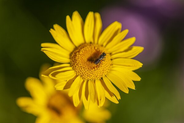 Färberkamille (Anthemis tinctoria) Pflanze