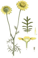 Färberkamille (Anthemis tinctoria) Pflanze