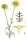 Färberkamille (Anthemis tinctoria) Pflanze