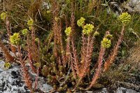 Felsen-Fetthenne (Tripmadam) (Sedum reflexum), Pflanze