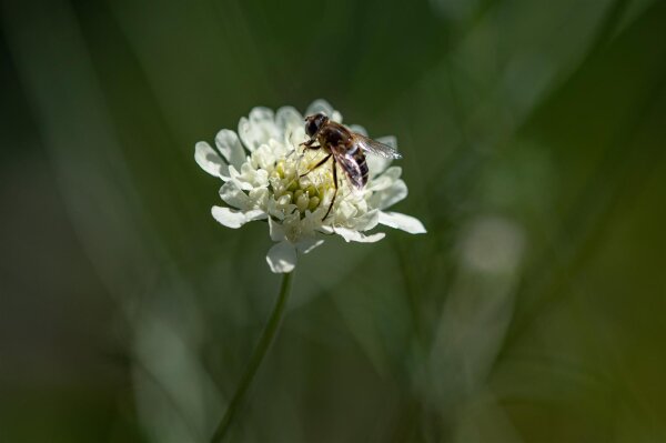 Gelbe Skabiose (Scabiosa ochroleuca) Pflanze