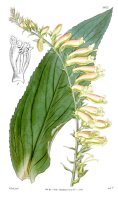 Gelber Fingerhut (Digitalis lutea), Samen