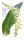 Gelber Fingerhut (Digitalis lutea), Samen