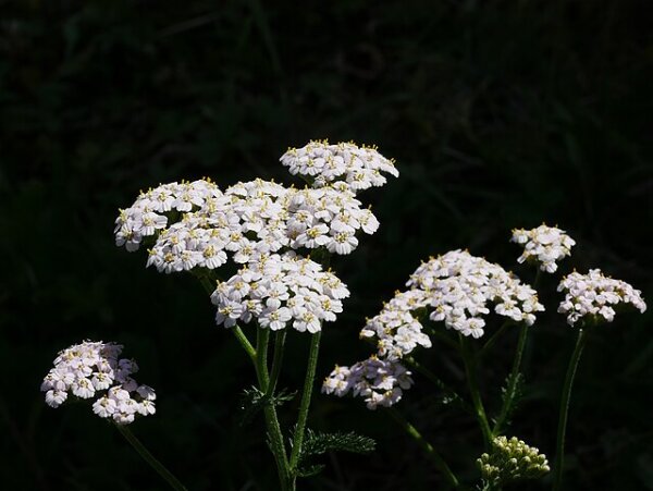 Gemeine Schafgarbe (Achillea millefolium) Pflanze