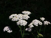 Gemeine Schafgarbe (Achillea millefolium) Pflanze