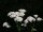 Gemeine Schafgarbe (Achillea millefolium) Pflanze