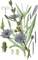 Gemeine Wegwarte (Cichorium intybus), Pflanze