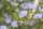 Gemeine Wegwarte (Cichorium intybus), Pflanze