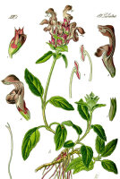kleine Braunelle (Prunella vulgaris), Pflanze
