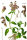 kleine Braunelle (Prunella vulgaris), Pflanze