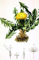Gewöhnl. Löwenzahn (Taraxacum officinale), Samen