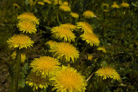 Gewöhnl. Löwenzahn (Taraxacum officinale), Samen