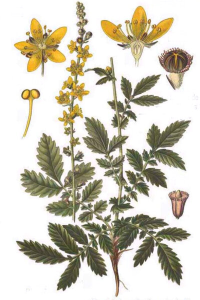 Gewöhnl. Odermennig (Agrimonia eupatoria), Pflanze