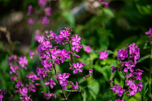 Gewöhnl. Pechnelke (Lychnis viscaria), Pflanze
