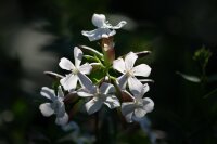 Gewöhnl. Seifenkraut (Saponaria officinalis), Pflanze