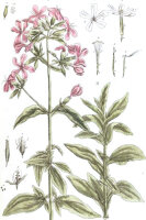 Gewöhnl. Seifenkraut (Saponaria officinalis), Pflanze