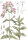 Gewöhnl. Seifenkraut (Saponaria officinalis), Pflanze
