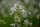 Gewöhnl. Seifenkraut (Saponaria officinalis), Pflanze