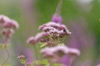 Gewöhnl. Wasserdost (Eupatorium cannabinum), Pflanze