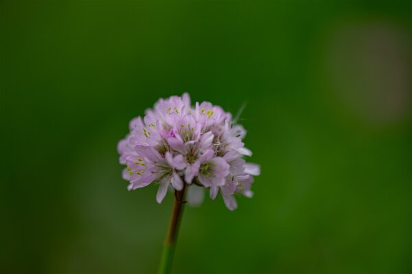 Gewöhnliche Grasnelke (Armeria maritima susp. elongata), Pflanze