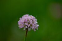 Gewöhnliche Grasnelke (Armeria maritima susp....