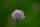 Gewöhnliche Grasnelke (Armeria maritima susp. elongata), Pflanze