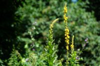 Großblütige Königskerze (Verbascum...