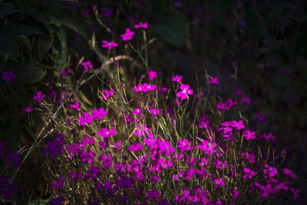 Heide-Nelke (Dianthus deltoides), Pflanze