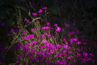 Heide-Nelke (Dianthus deltoides), Pflanze