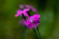 Kartäusernelke (Dianthus carthusianorum), Pflanze