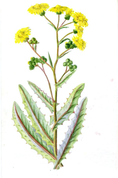 kleinblütiger Pippau (Crepis capillaris), Samen