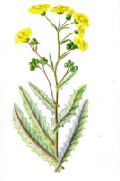 kleinblütiger Pippau (Crepis capillaris)