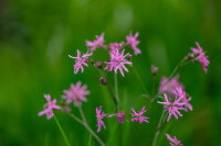 Kuckuckslichtnelke (Lychnis floscuculi), Pflanze