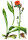 Orangerotes Habichtskraut (Hieracium aurantiacum), Pflanze