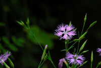 Pracht-Nelke (Dianthus superbus), Pflanze