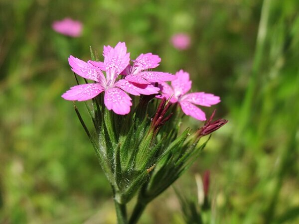 Raue Nelke (Dianthus armeria), Pflanze