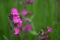 rote Lichtnelke (Silene dioica), Pflanze